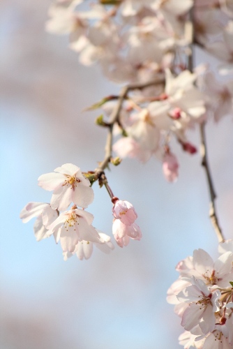 1859-12.4.8祇園枝垂桜　下り枝の花.jpg